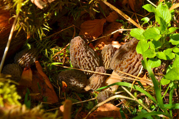morel mushrooms in the woods