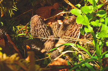 morel mushrooms in the forest