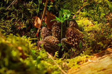 morel mushrooms on the ground