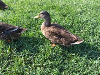 duck walks in a green meadow