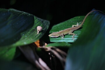 A lizard on a leaf in a park