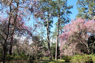 Kwitnące drzewa wiosenne w parku © Angelika