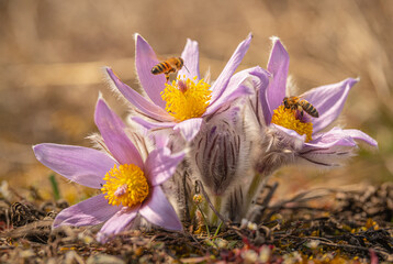 Pulsatilla grandis, the greater pasque flower with a bee. Nature reserve Kamenný vrch, Koniklecová louka, Brno City, Czech republic, Europe.