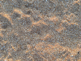 Texture natural background for design. Top view of the seashell coast