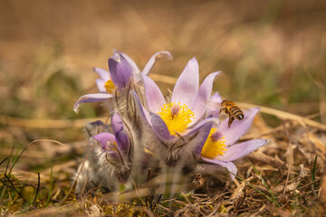 Pulsatilla grandis, the greater pasque flower with a bee. Nature reserve Kamenný vrch, Koniklecová louka, Brno City, Czech republic, Europe.