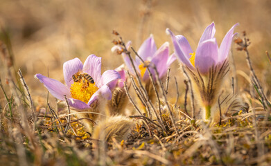 Pulsatilla grandis, the greater pasque flower with a bee. Nature reserve Kamenný vrch, Koniklecová louka, Brno City, Czech republic, Europe.