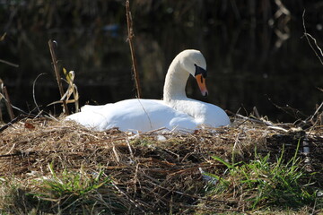 swan on nest