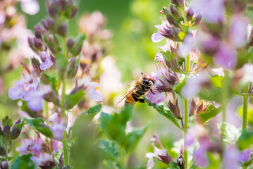 Honeybee