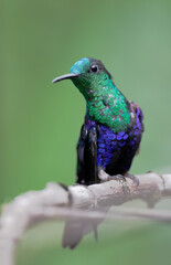 Male Crowned Woodnymph (Thalurania colombica) on branch, Alambi Cloudforest, Ecuador