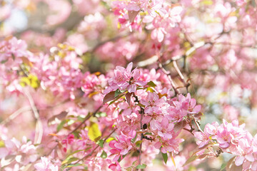 Fototapeta na wymiar Pink flowers on branch of the tree in the garden. Beautiful cherry blossom at bright sunny day. Symbol of the new life born in spring.