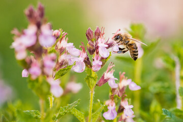 Honeybee