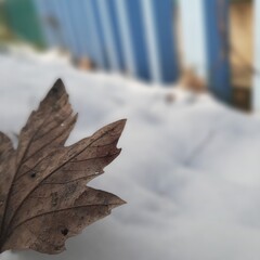 leaf in snow