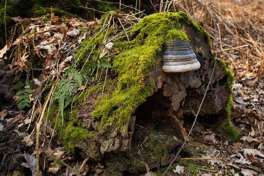 Haltern-Holtwick-Pilz, Fomes fomentarius, Zunderschwamm