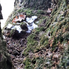 moss on tree