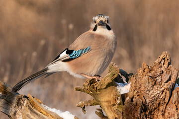 Portrait of a Eurasian jay in a snow-covered forest Garrulus glandarius