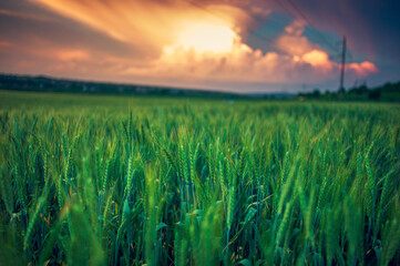 wheat field at sunset