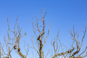 Unusual branches of a dry dry deciduous tree against a bright blue sky