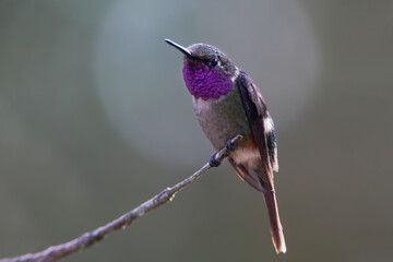 Purple-throated Woodstar (Calliphlox mitchellii) perched, Alambi lodge, Ecuador