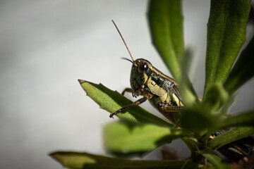 grasshopper on a leaf isolated