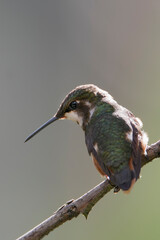 Purple-throated Woodstar (Calliphlox mitchellii) perched, Alambi lodge, Ecuador