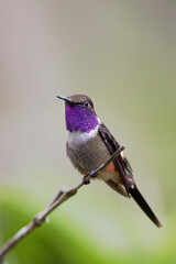 Purple-throated Woodstar (Calliphlox mitchellii) perched, Alambi lodge, Ecuador