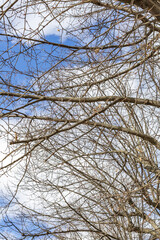 Unusual branches of a dry dry deciduous tree against a bright blue sky