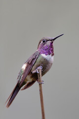 Purple-throated Woodstar (Calliphlox mitchellii) perched, Alambi lodge, Ecuador