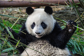 Obraz premium Giant panda bear eating bamboo in forest