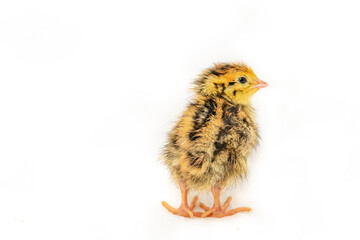Coturnix Quail Chick with a get back stare