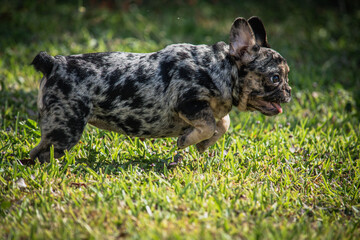 cute franch bulldog playing