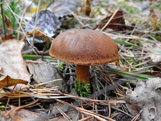 Polish mushrooms in macro