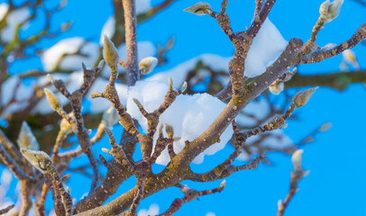 Magnolientriebe mit Schnee