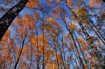 View on the birch trees tops and sky - 423085108