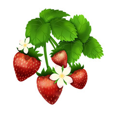 Czerwone truskawki z kwiatami i zielonymi liśćmi. Botaniczna ilustracja na białym tle. - obrazy, fototapety, plakaty