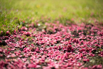 Magenta flower petals in the grass.