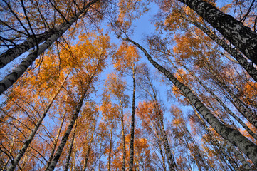 View on the birch trees tops and sky - 423085173