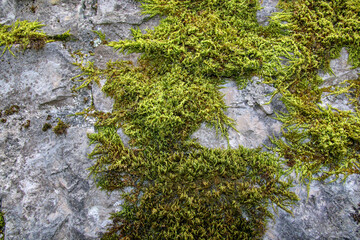 green moss on a stone in the old Ostrožac castle
