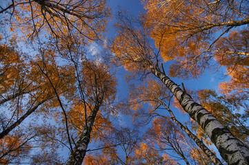 View on the birch trees tops and sky