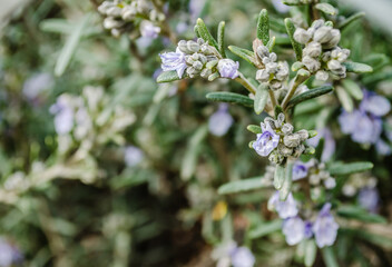 Rosemary buds on a wire fence 