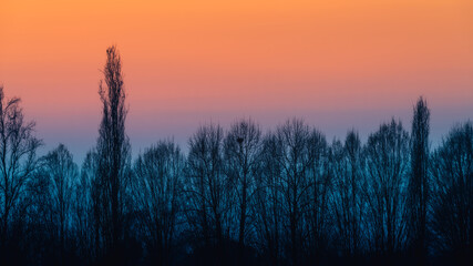 Group of trees at sunset, silhouette against orange sky