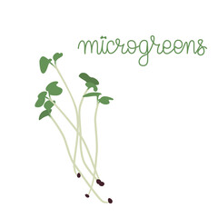 Fototapeta na wymiar Microgreens vector illustraion with hand lettering. Young green sprouts. Source of nutrients and vitamins. Healthy meal concept.
