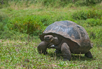 Old aging giant tortoise on grass in Galapagos Islands.