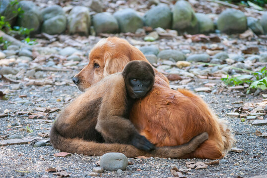 Wild and original couple of animals: dog and monkey together