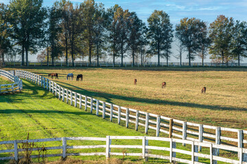Kentucky Bluegrass horses and horse farm fences