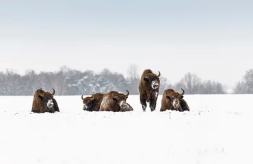 Fotobehang Wild European bisons on the field, snow covered, landscape panorama © hajdar