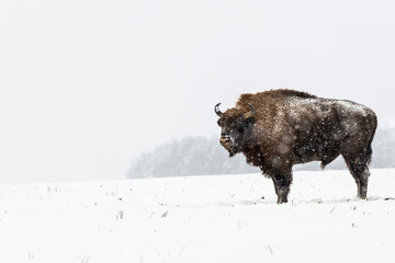 Wild European bisons on the field, snow covered, landscape panorama