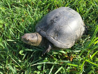 the turtle is slowly crawling on the green grass