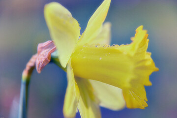 Daffodil
