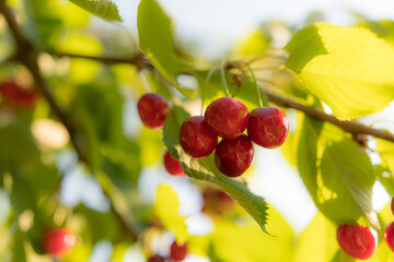 Cherry tree, closeup on clusters of cherries. Summer sunlight shining through green leaves. Bright photo.