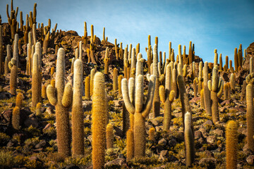 island of incahuasi, cacti, salar de uyuni, salt flats, bolivia